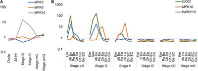 Cross Inhibition of MPK10 and WRKY10 Participating in the Growth of Endosperm in Arabidopsis thaliana